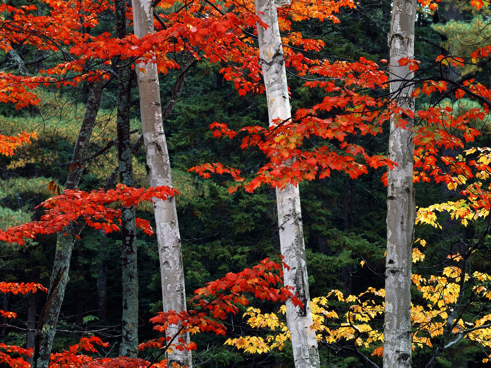 Fall_Color_White_Mountain_National_Forest_New_Hampshire.jpg