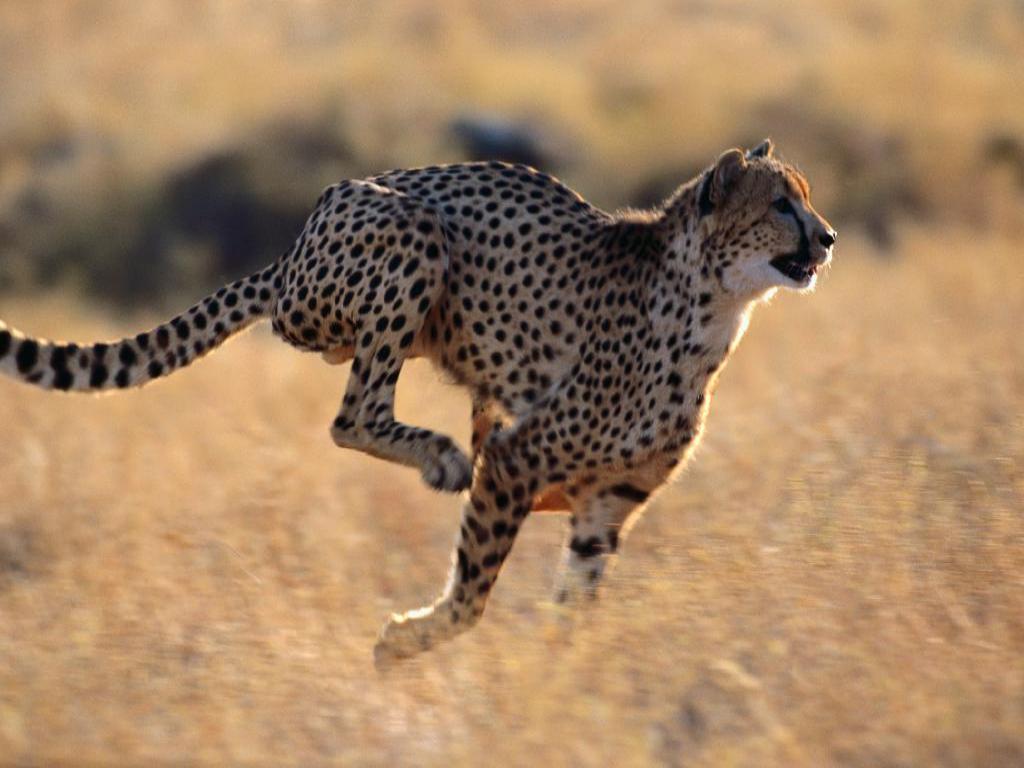 cheetah
