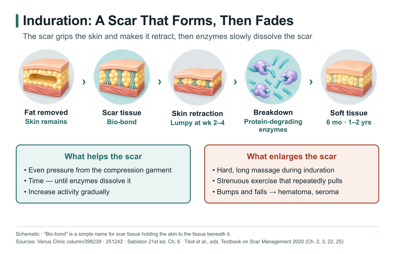 Induration is a scar that forms and fades — the bio-bond, protein-degrading enzymes and physical stimulation that enlarges scars