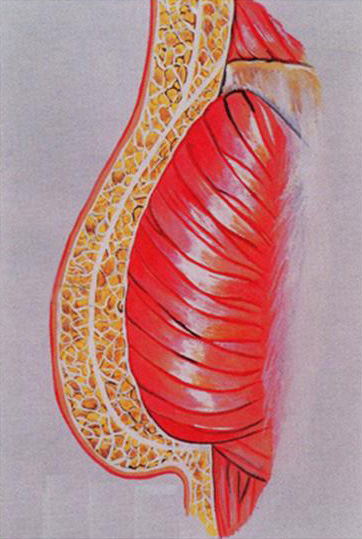 Diagram of the buttocks